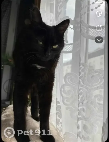 Chat perdu : Naya, femelle noire et fauve - photo