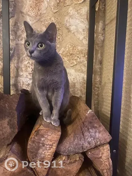 Chat perdu à Avignon, 1261D Chemin Canotiers - photo