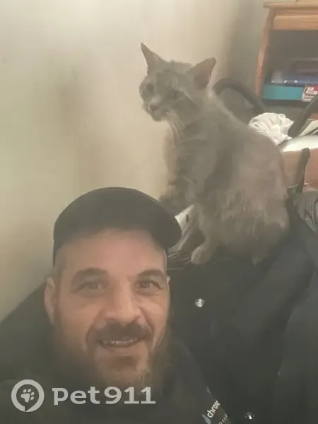 Chat gris 8 ans perdu à Saint-Ouen-l'Aumône - photo