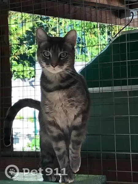 Chat perdu : européen tigré gris, Générac - photo