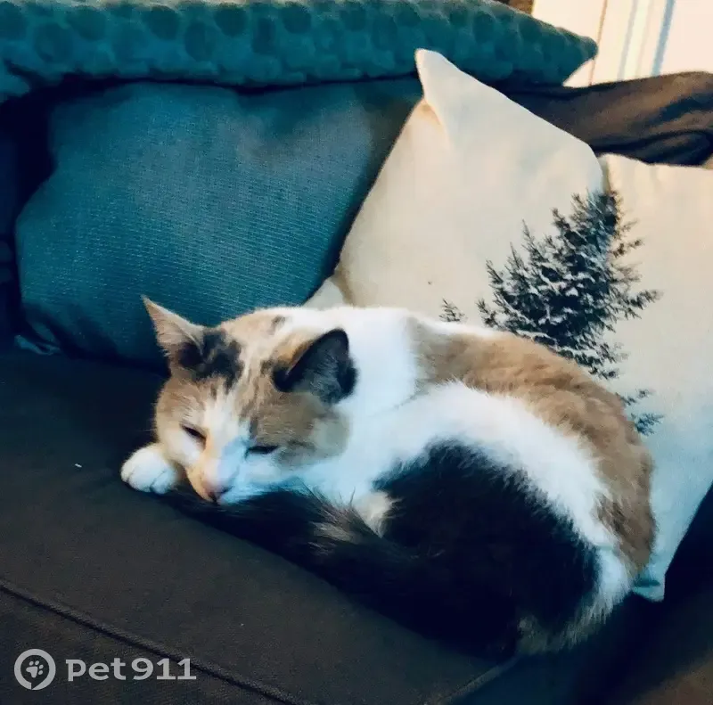 Chatte blanche/marron perdue à Dourdan - photo