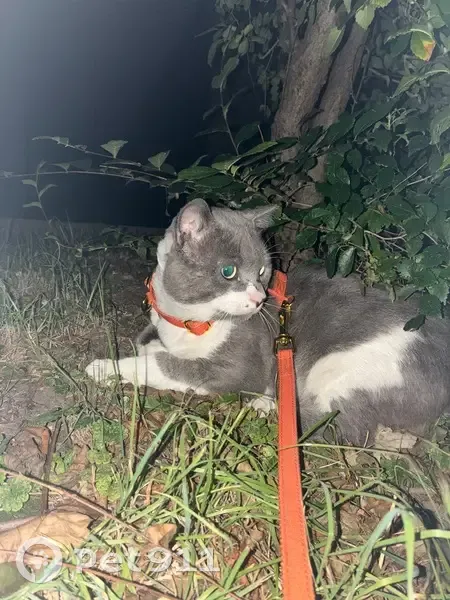 Chat perdu : gris/blanc, harnais orange - photo