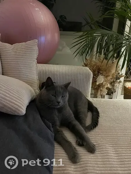 Chatte grise Chartreux perdue à Garches - photo