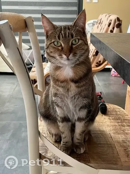 Chatte tigrée perdue, collier orange - photo