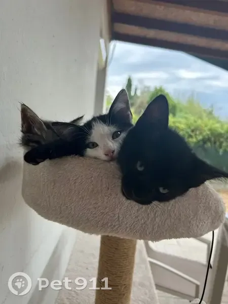 Chatons perdus, sociables, Route de Toulouse - photo