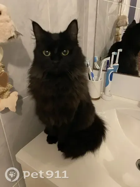 Chatte noire perdue à Château-Thébaud - photo