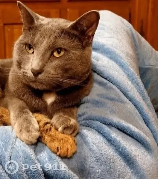 Chat perdu, gris, pucé, collier bleu - photo