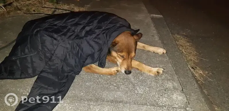 Chien fauve trouvé à Saint-André - photo