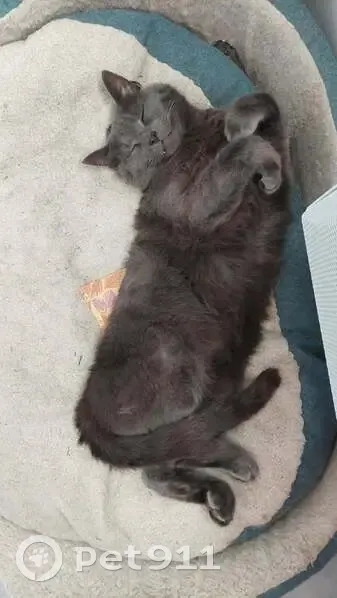 Chat gris perdu à Maubec, contactez-nous - photo