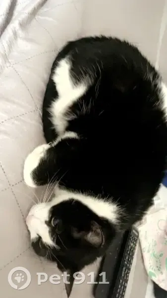 Chat perdu : Hermès, 11 ans, Châtillon - photo
