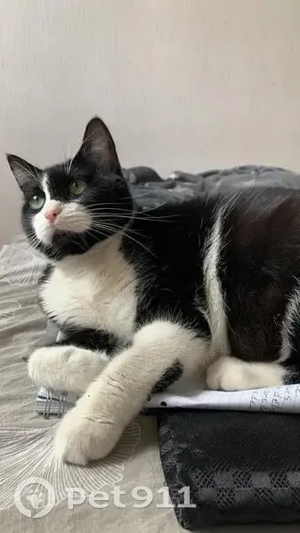 Chatte noire et blanche perdue à Vitry - photo
