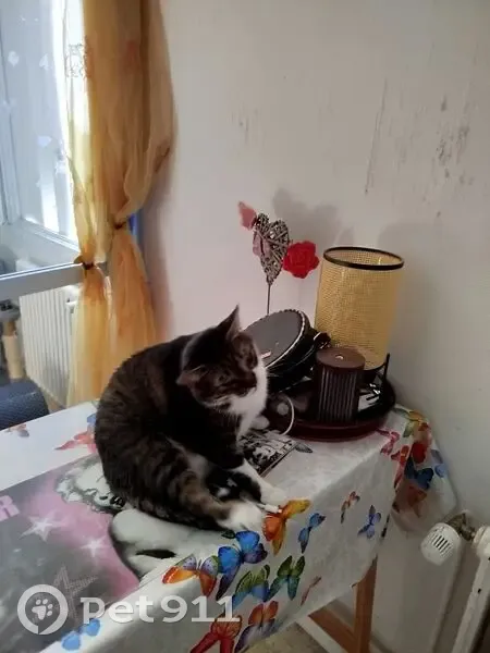 Chat perdu après incendie, Rue Trousseau - photo