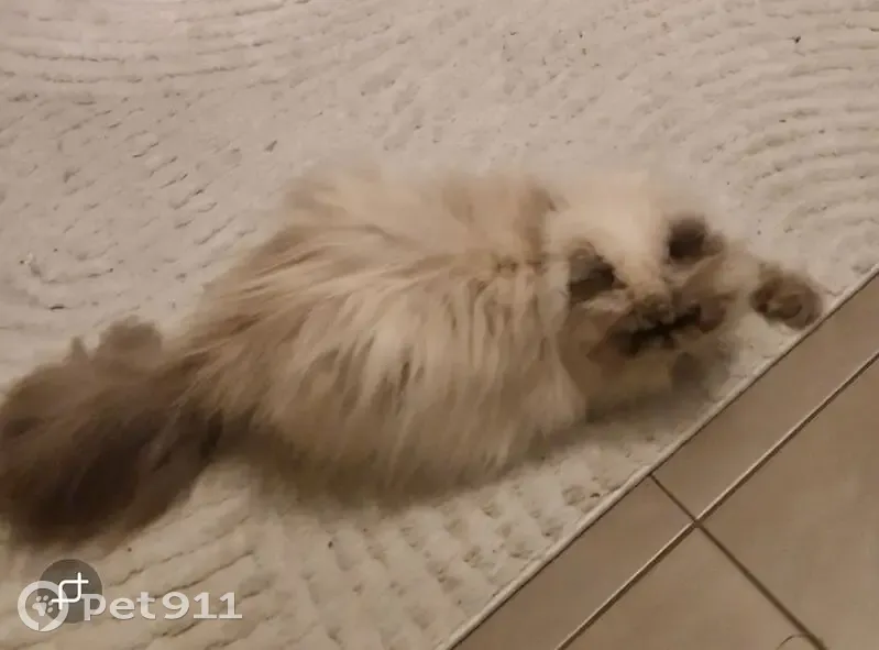 Chatte Persan crème perdue à Gévezé - photo
