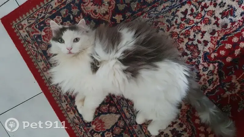 Chat perdu : mâle blanc/gris, sociable, miaule - photo