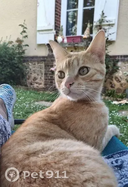 Chat Tigré Roux Perdu à Claville - photo