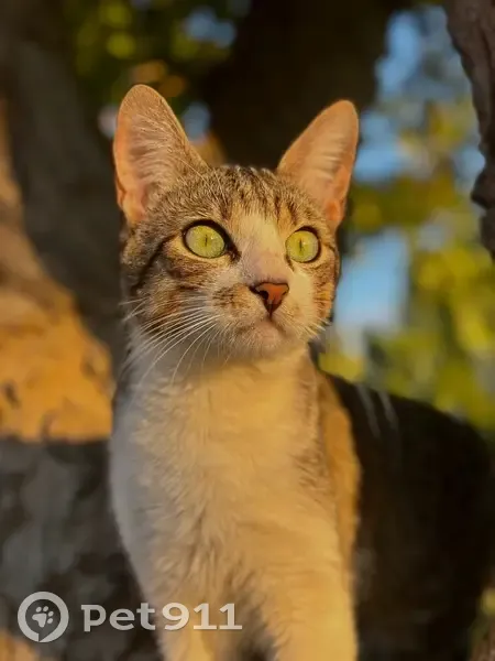 Chat perdu, gentil et joueur, Vendres - photo