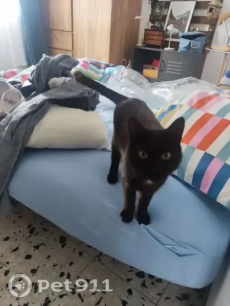 Perdue : Chatte noire Mimi au Soler - photo