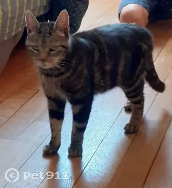 Chatte trouvée rue de Médreville, Laxou - photo