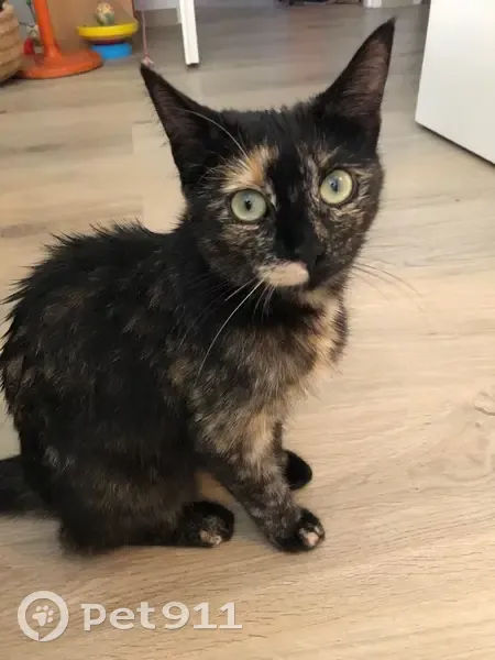 Chat perdue : Gisèle, écaille de tortue - photo