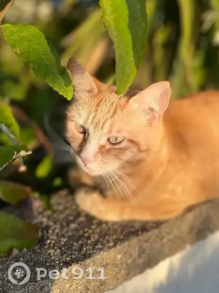 Chatte rousse 2 ans perdue à Nantes - photo