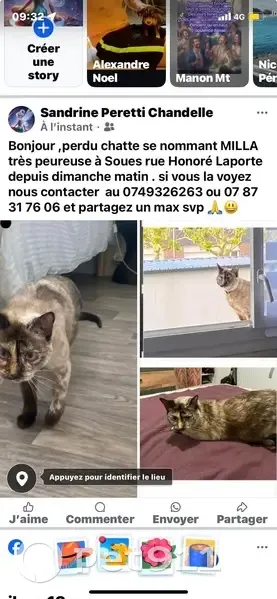 Siamoise 8 ans perdue à Soues - photo