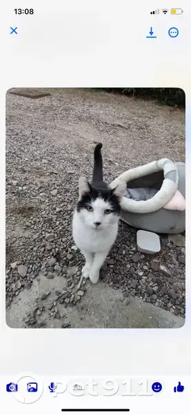 Chat noir et blanc trouvé à Villers-Bocage - photo