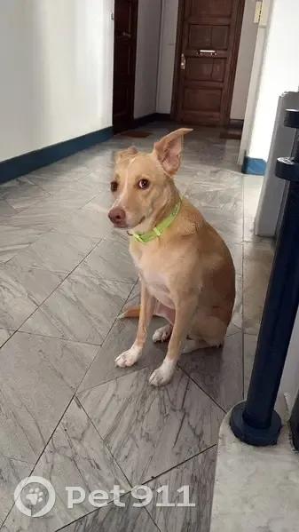 Chien beige perdu avec collier vert, Le Muy - photo