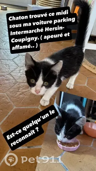 Chaton trouvé sur parking Intermarché - photo