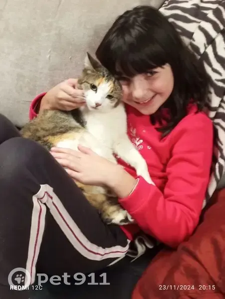 Chatte perdue: Biscotte, tricolore, pucée - photo