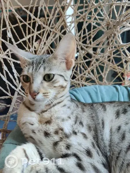 Ava, chat argenté, perdue à Saint-Quentin - photo