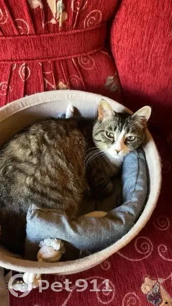 Chatte tigrée perdue à Corbeil-Essonnes - photo