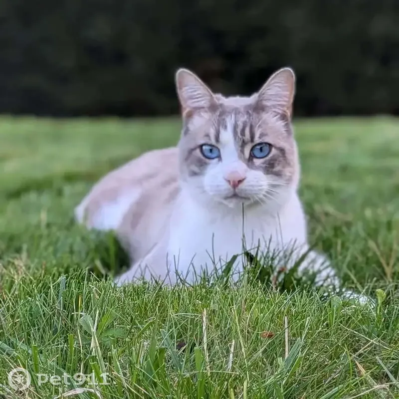 Chat mâle perdu, yeux bleus, L'Arbresle - photo