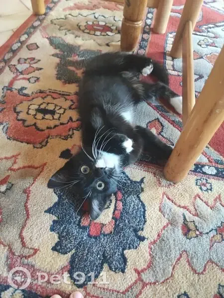Chat noir aux pattes et cou blancs trouvé - photo