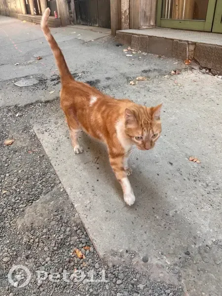 Chat roux trouvé Avenue Félix Faure, Lyon - photo