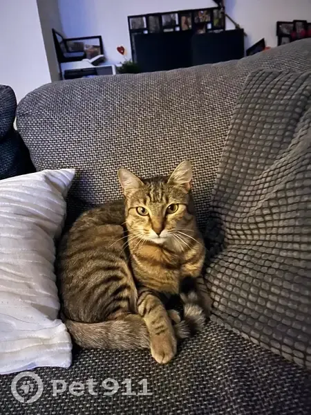 Chatte tigrée perdue, craintive, pucée - photo