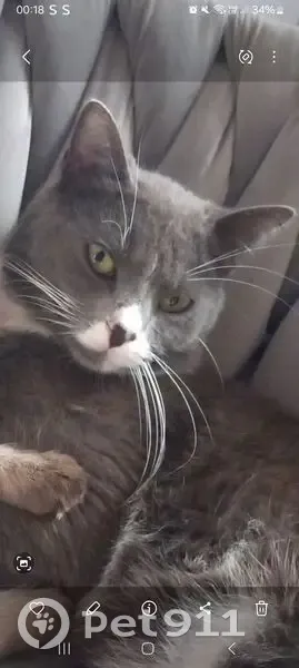 Chat gris perdu à Neuilly, ventre blanc - photo