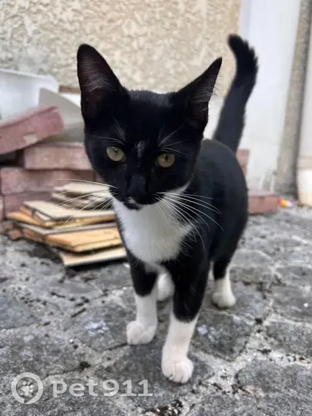 Chatonne câline trouvée Av. des Iris, 45 - photo