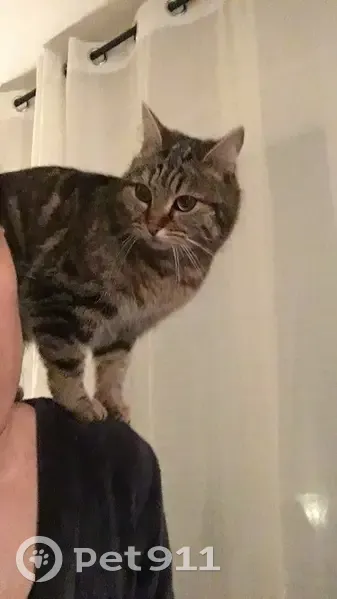 Chatte tigrée perdue à Orcines - photo