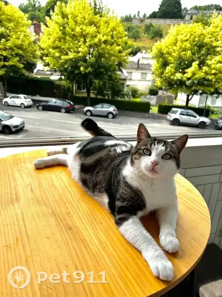 Chat tricolore perdu, Allée Contel, Lisieux - photo