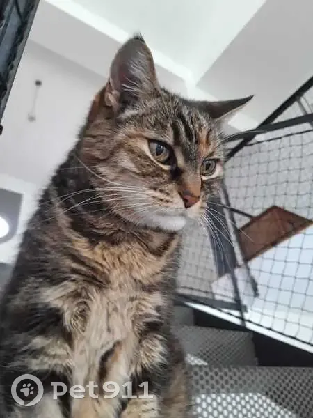 Mara, chatte tigrée perdue à Mondonville - photo