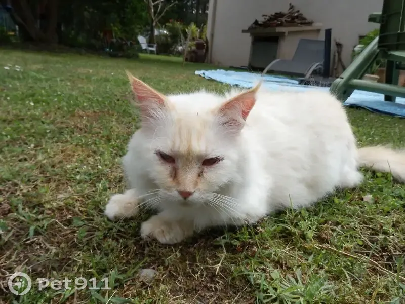 Chat perdu : Floky, craintif et blessé, Ondres - photo