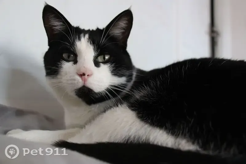 Chatte perdue: Crouton, 10 ans, Clamart - photo