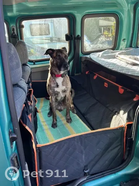 Chien perdu bringé, gentil et joueur - photo