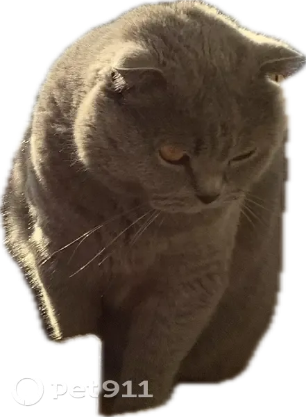 Chat perdu : Scottish Fold gris bleu - photo