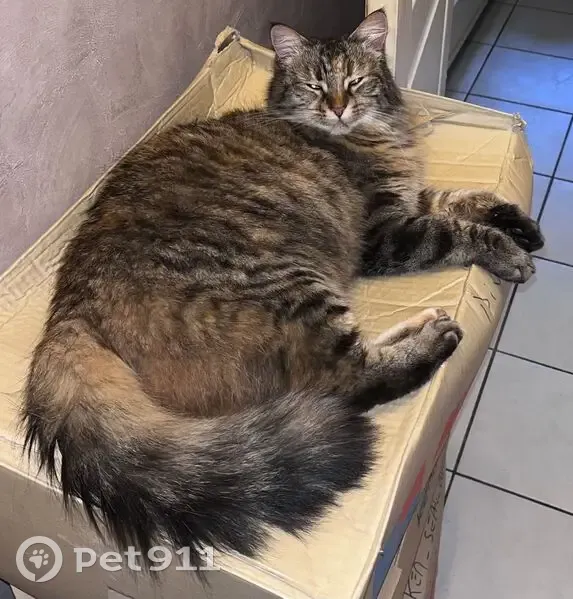 Chat tigré perdu au Havre, secteur Mare au Clerc - photo