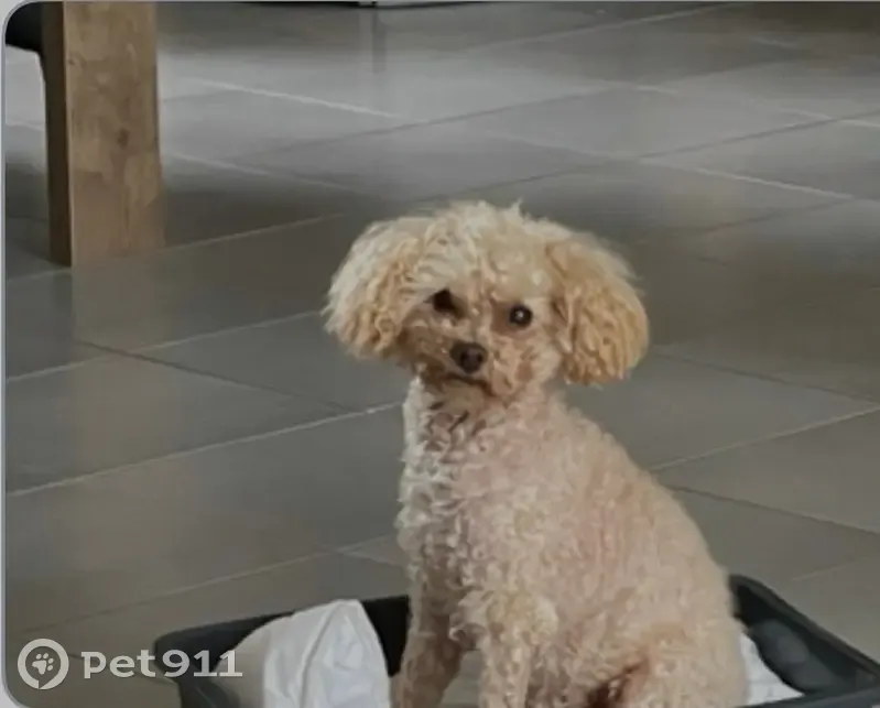 Caniche nain perdu à Saint-Gérand-Croixanvec - photo