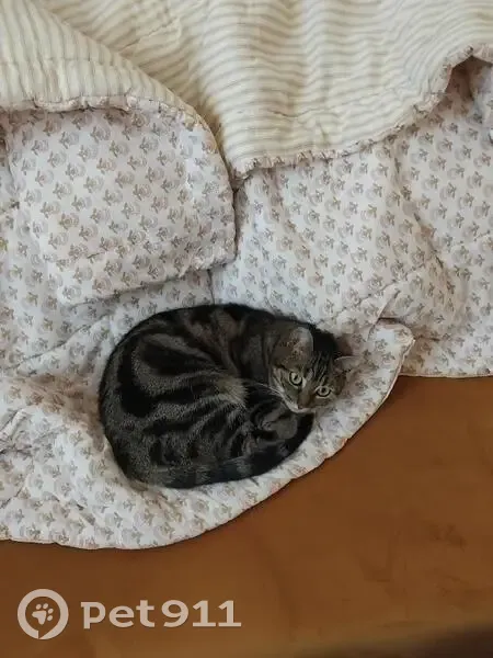 Chatte Noisette perdue à Villejuif - photo