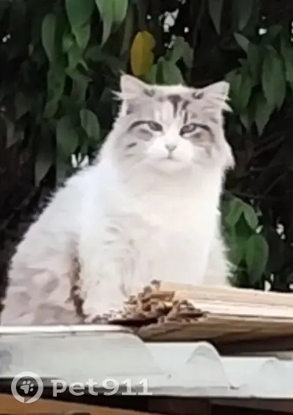 Chat perdue, blanc tache grise, Drancy - photo