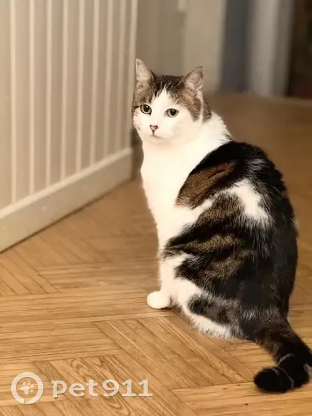Chat perdu à Toulouse : blanc/tigré, yeux verts - photo