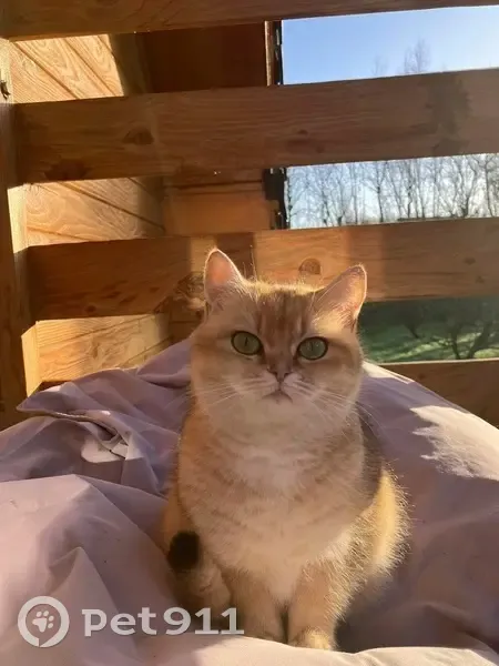 Chatte beige/blanche perdue à Ardres - photo